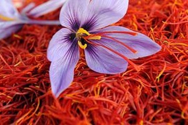 شرایط خرید حمایتی زعفران در خراسان رضوی اعلام شد