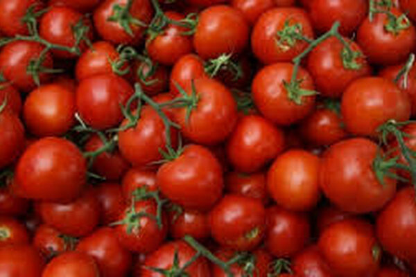 گوجه کیلویی 9000 تومان