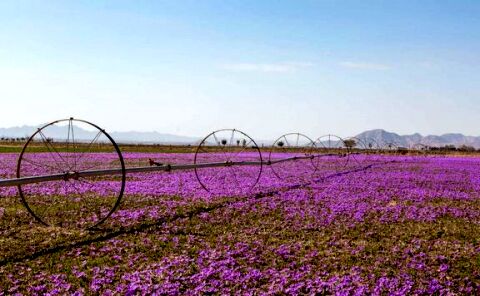 خرید حمایتی  ۳۱ تن زعفران در خراسان رضوی