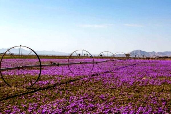 خرید حمایتی  ۳۱ تن زعفران در خراسان رضوی