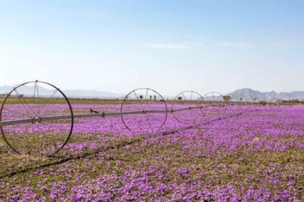 خرید حمایتی  ۳۱ تن زعفران در خراسان رضوی
