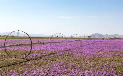 خرید حمایتی  ۳۱ تن زعفران در خراسان رضوی