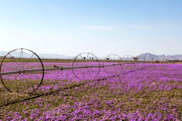 خرید حمایتی  ۳۱ تن زعفران در خراسان رضوی