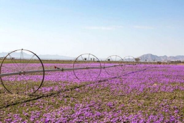 خرید حمایتی  ۳۱ تن زعفران در خراسان رضوی
