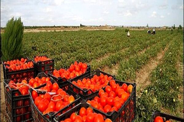 قیمت گوجه به زودی کاهش می یابد /جهاد کشاورزی و سرمای هوا مسببان اصلی گرانی گوجه اند