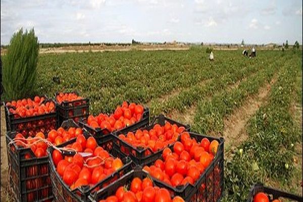 قیمت گوجه به زودی کاهش می یابد /جهاد کشاورزی و سرمای هوا مسببان اصلی گرانی گوجه اند