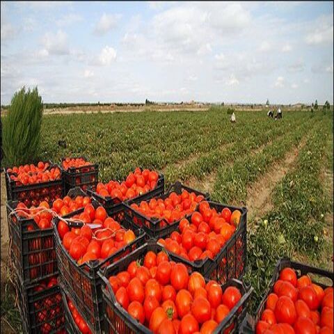 قیمت گوجه به زودی کاهش می یابد /جهاد کشاورزی و سرمای هوا مسببان اصلی گرانی گوجه اند