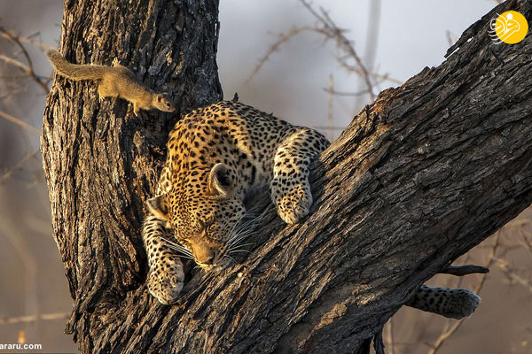 تصاویری زیبا از حیوانات