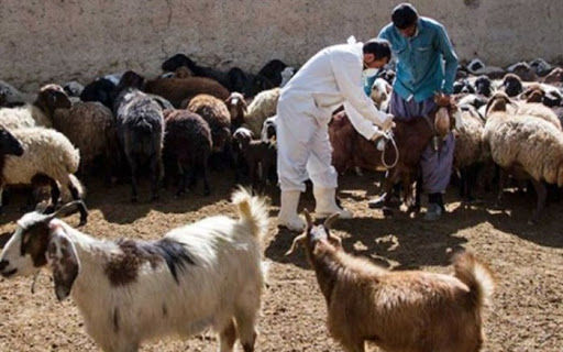 کمبود برخی واکسن‌های دامی در خراسان رضوی