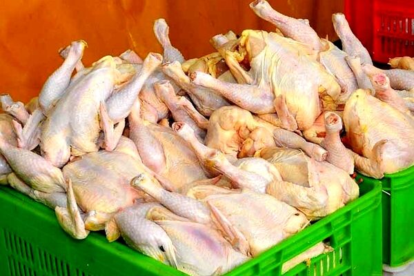 قیمت گوشت مرغ در مشهد کمتر از نرخ مصوب کشوری است