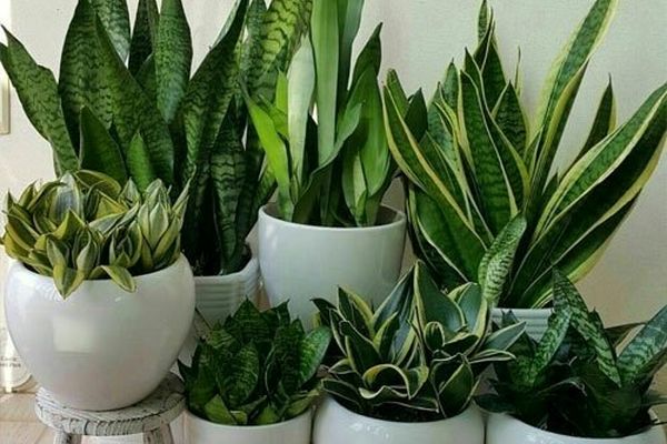 ۴ مرحله ساده برای زنده نگهداشتن گیاهان در خانه