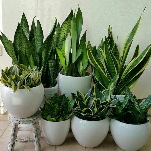 ۴ مرحله ساده برای زنده نگهداشتن گیاهان در خانه