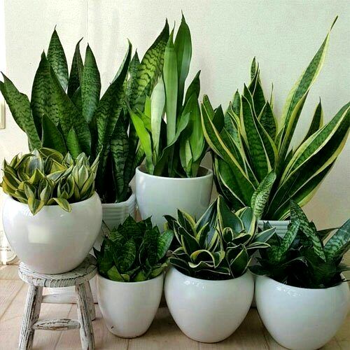 ۴ مرحله ساده برای زنده نگهداشتن گیاهان در خانه
