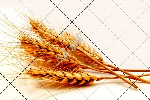 خرید تضمینی بیش از ۳۰ هزار تن گندم