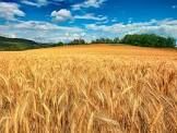 تهدید امنیت غذایی با تغییر کاربری زمینهای کشاورزی در خراسان رضوی