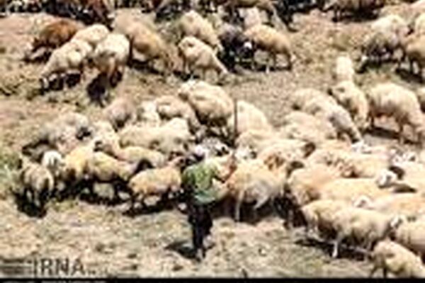 دامداران کلات در دام مشکلات!