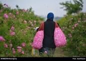 برداشت چهار هزار تن گل محمدی در خراسان رضوی