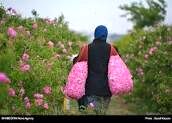 برداشت چهار هزار تن گل محمدی در خراسان رضوی