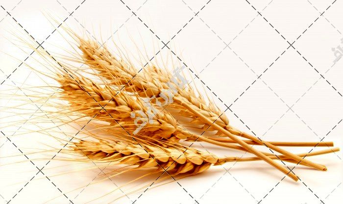 خرید تضمینی گندم استان خراسان رضوی از 400 هزار تن گذشت