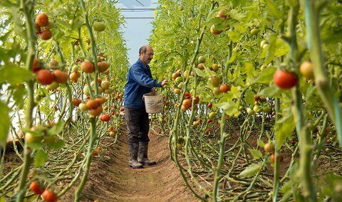 کرونا نفس گلخانه‌های مشهد را به شماره انداخت