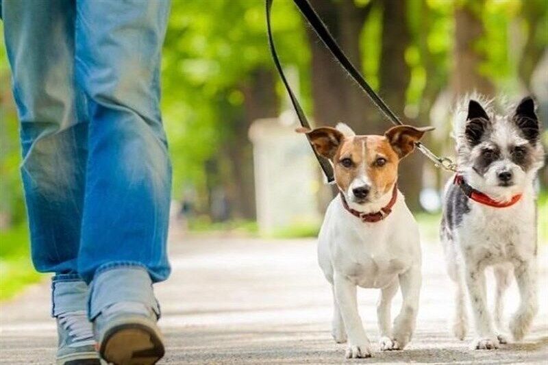 90 درصد گزیدگی‌ها توسط سگ‌های خانگی است