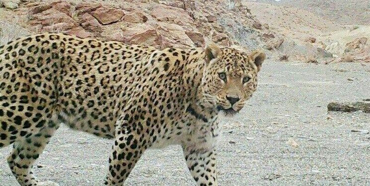 شهروند سنگانی در کوه‌های معدن مورد حمله پلنگ قرار گرفت