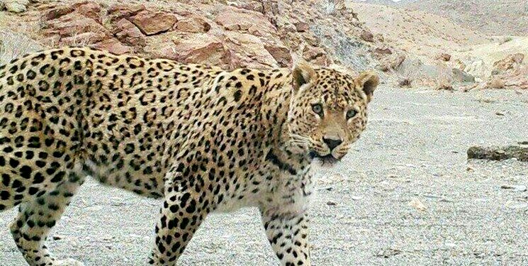 شهروند سنگانی در کوه‌های معدن مورد حمله پلنگ قرار گرفت