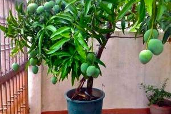 چطور انبه را در گلدان بکاریم؟