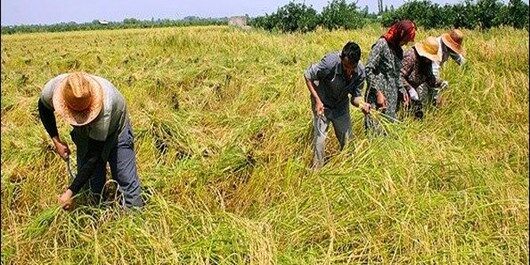 25 درصد کشاورزان خراسان رضوی بی‌سواد هستند