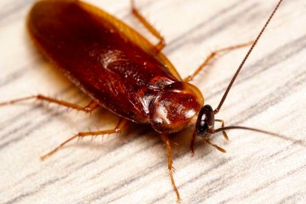 بهترین روش‌ها برای نابودی سوسک‌