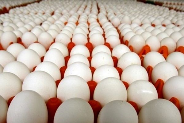 دنبال گران‌فروشی یا افزایش قیمت مرغ نیستیم