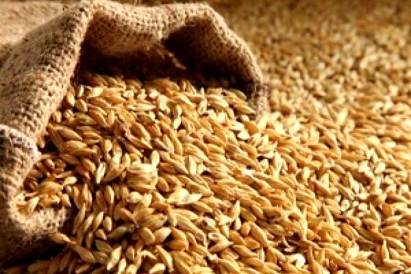 توزیع ۱۰۰ تن بذر اصلاح شده جو مازاد بر سهمیه به کشاورزان مشهد