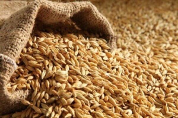 توزیع ۱۰۰ تن بذر اصلاح شده جو مازاد بر سهمیه به کشاورزان مشهد
