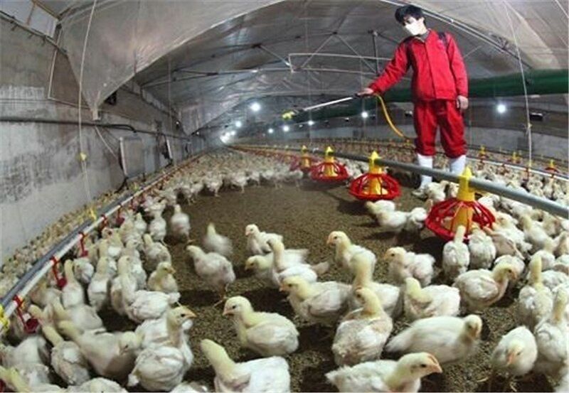 خطر بروز آنفلوآنزای فوق حاد پرندگان در خراسان رضوی