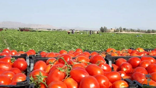 آغاز برداشت گوجه فرنگی از مزارع سازمان موقوفات ملک