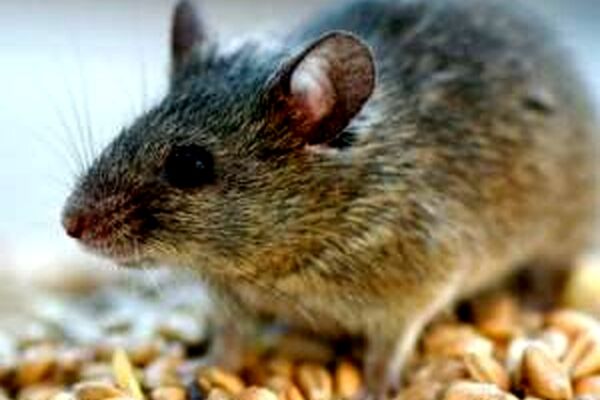 10راه طبیعی برای دور کردن موش از خانه