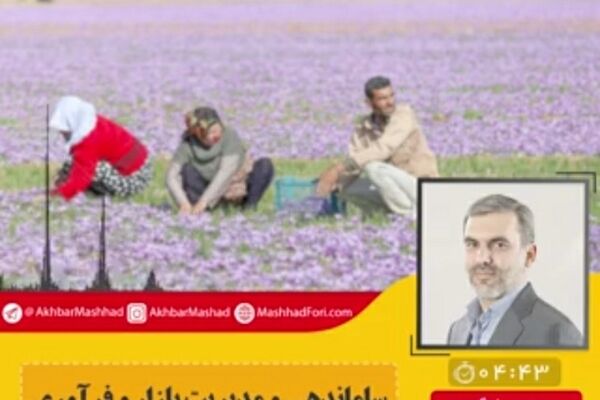 حدود ۵۰۰میلیارد از بدهی زعفران کاران را از جهاد کشاورزی نقد کردیم
