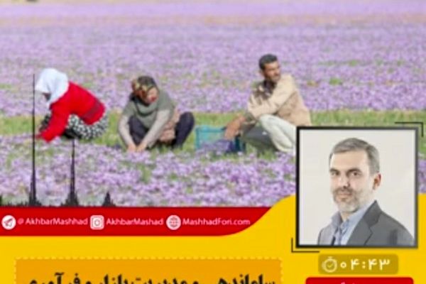 حدود ۵۰۰میلیارد از بدهی زعفران کاران را از جهاد کشاورزی نقد کردیم