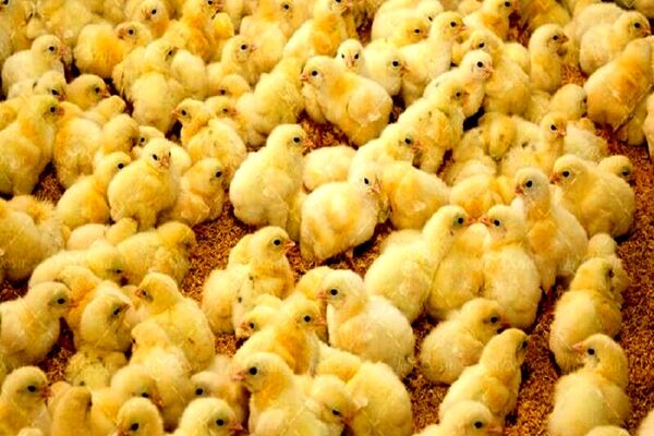 آغاز طرح بهبود جوجه‌ریزی در خراسان رضوی