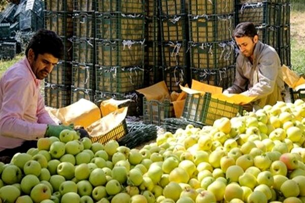 برداشت بیش از ۶۰ هزار تن سیب درختی در مشهد