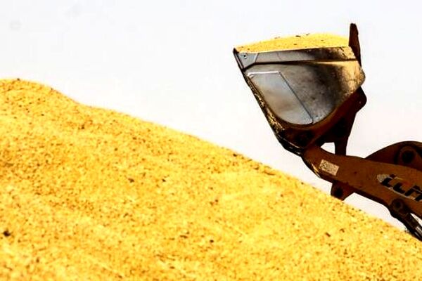 مطالبات گندمکاران خراسان رضوی به طور کامل پرداخت شد