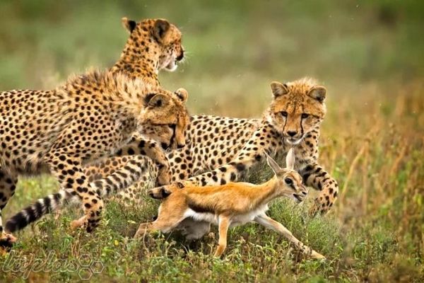 راز بقای راز بقا