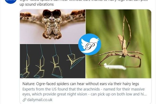 عنکبوتی که گوش ندارد و با پای پشمالوی خود می‌شنود