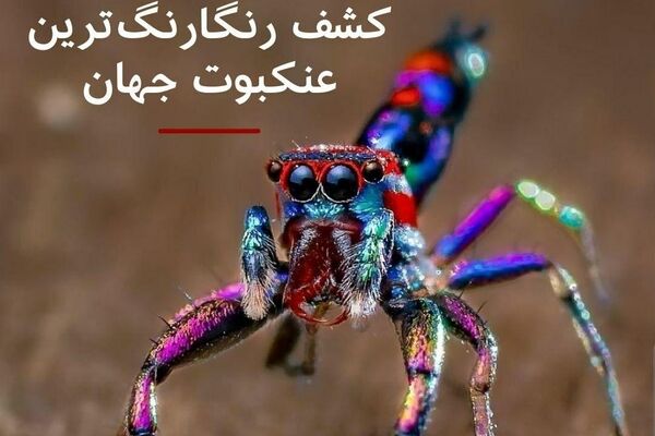 نه، دچار توهم نشده‌اید