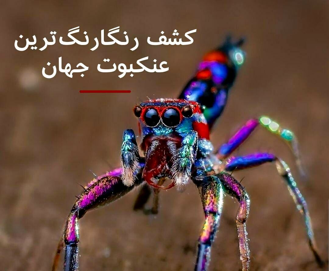 نه، دچار توهم نشده‌اید