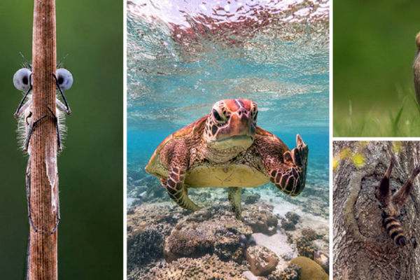 برترین تصاویر کمدی حیات وحش سال ۲۰۲۰ معرفی شدند