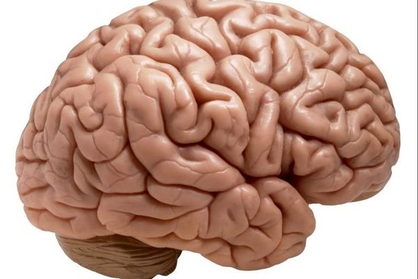 خوراکی‌هایی که برای مغز شما حکم سم را دارند