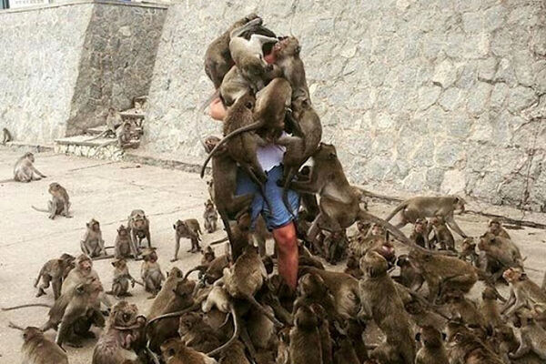 حمله میمون‌ها به دختر نوجوان جانش را گرفت