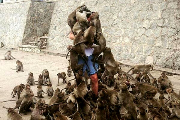 حمله میمون‌ها به دختر نوجوان جانش را گرفت