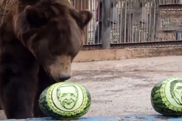 پیشگویی حیوانات از پیروز انتخابات ریاست جمهوری آمریکا/ ویدئو